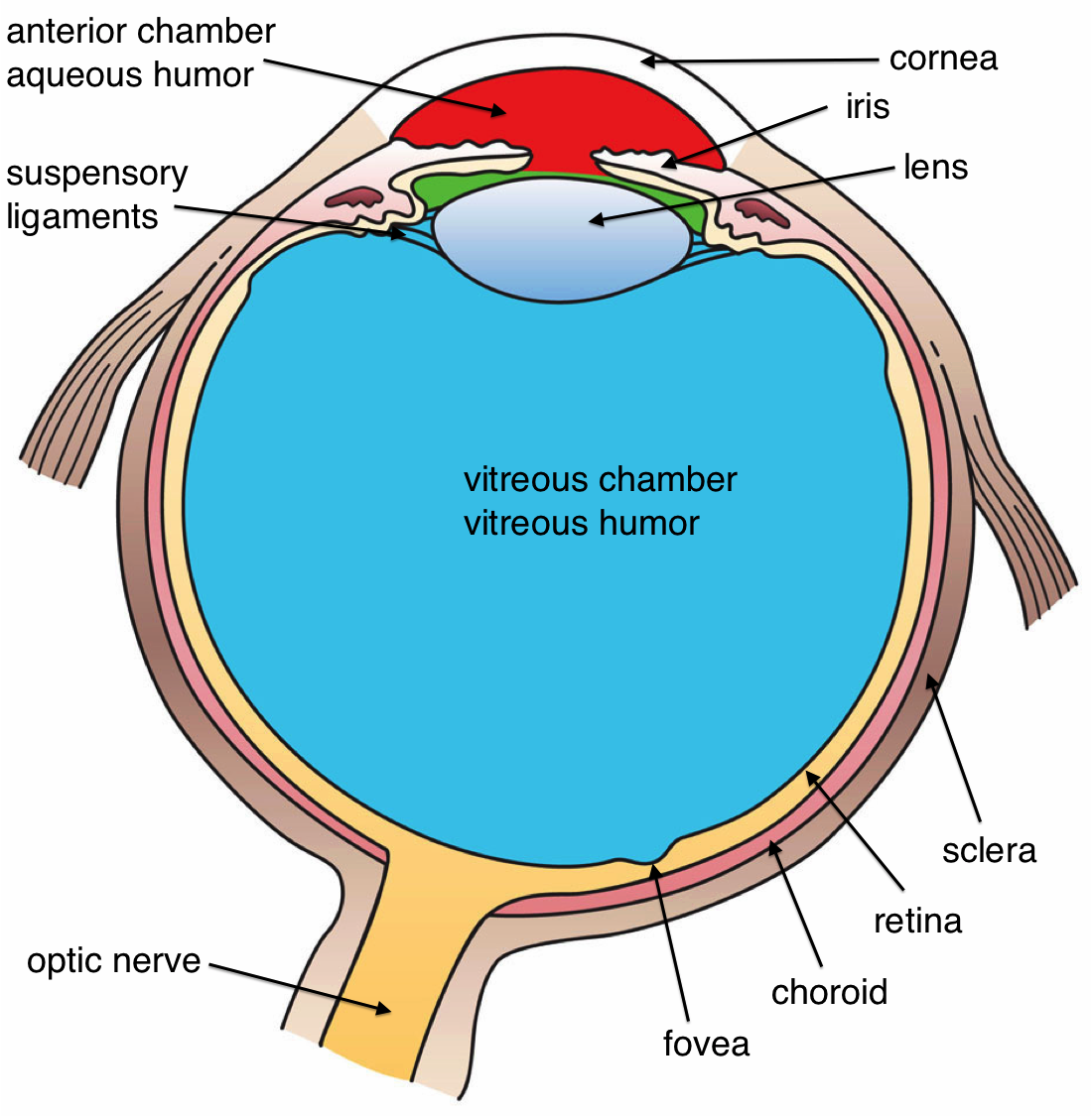 Cross section of a human eye (from Wikimedia Commons by Holly Fischer / CC BY).