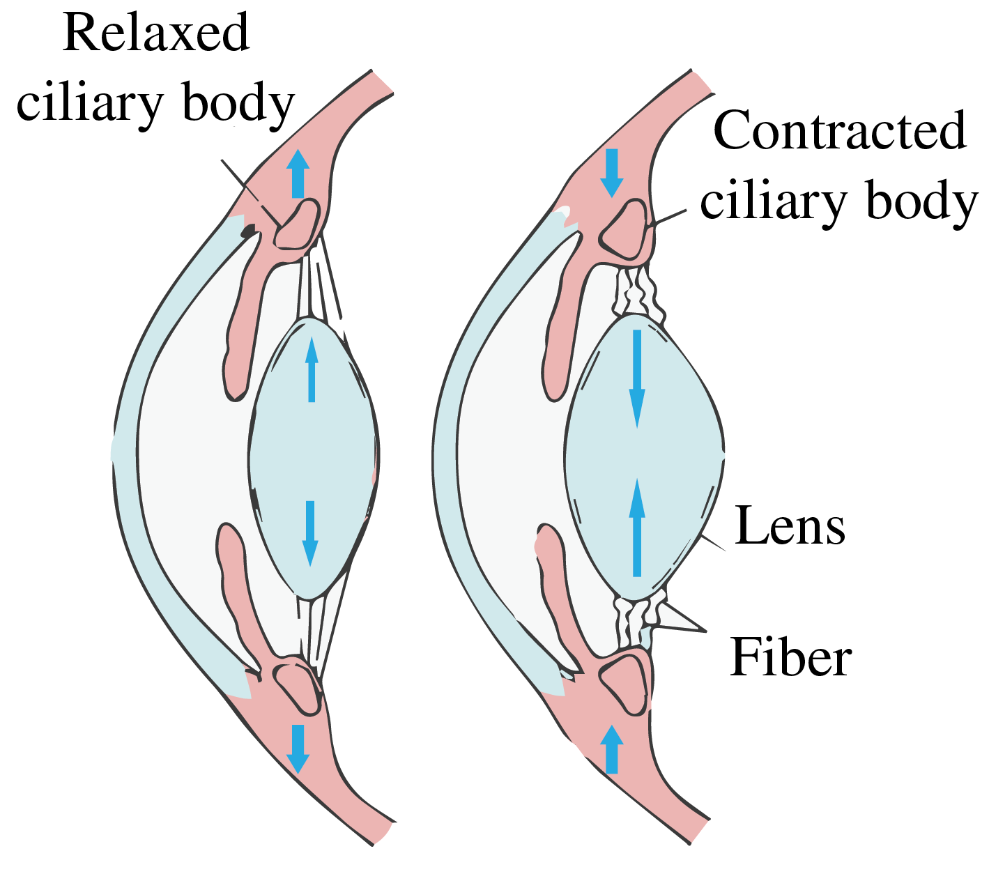 Left: Optical rays showing how an eye accommodates by changing its focal length. Right: Relaxed and contracted muscle at the crystalline lens needed for this accommodation.(Left: adapted from Wikimedia Commons Erin Silversmith / BY-NC-SA 2.5 Generic. Right: adapted from Sjaastad O.V., Sand O. and Hove K. (2010) Physiology of domestic animals, 2nd edn., Oslo: Scandinavian Veterinary Press).