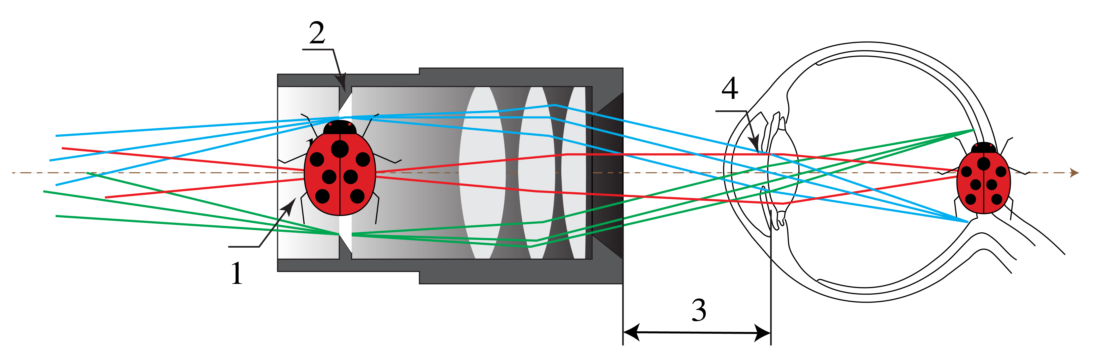Example of an eyepiece consisting of three lenses. 1) Real image, 2) field diaphragm, 3) eye relief, 4) eye pupil (adapted from Wikimedia Commons by Tamas-flex / CC BY-SA 3.0).