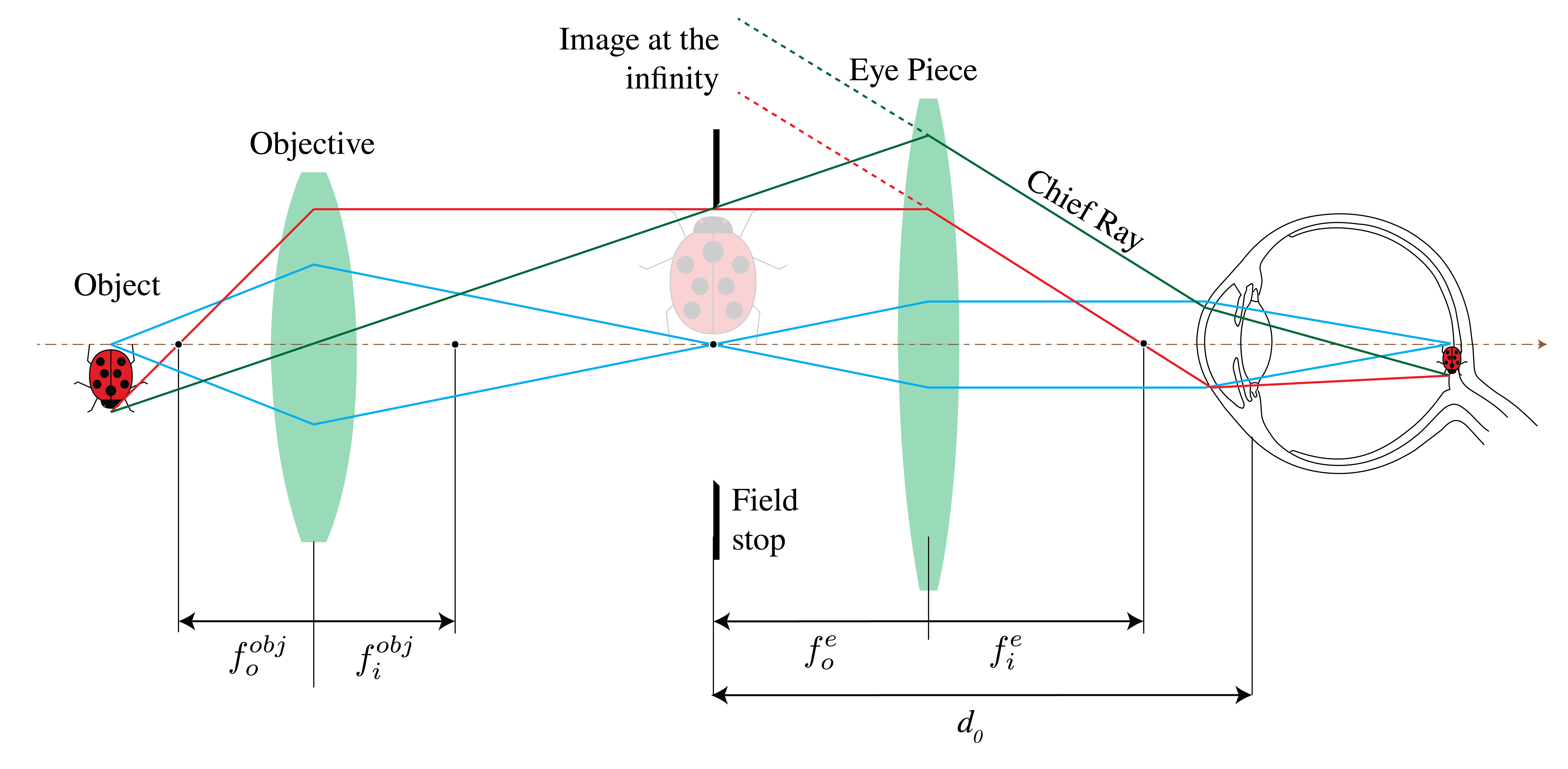 Simple compound microscope. The objective forms a real image of a nearby object. The eyepiece enlarges this intermediate image. The final image can be bigger than the barrel of the device, since it is virtual.