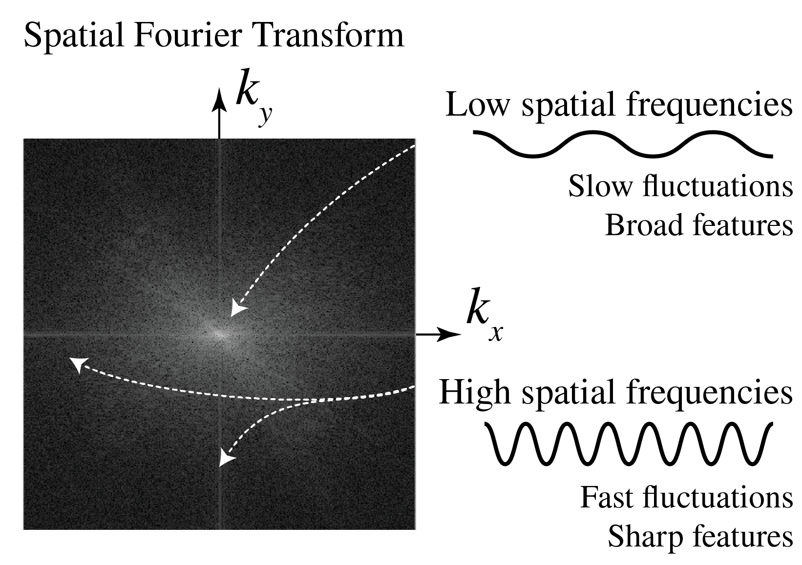 A qualitative interpretation of spatial Fourier transforms. The low spatial frequencies (i.e. small \sqrt{k_x^2+k_y^2}) represent slow fluctuations, and therefore contribute to the broad features of the real-space object. The high spatial frequencies (i.e. large \sqrt{k_x^2+k_y^2}) fluctuate rapidly, and can therefore form sharp features in the real-space object.
