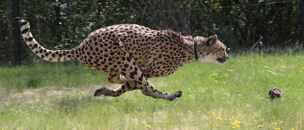 A cheetah running at the Cincinnati zoo