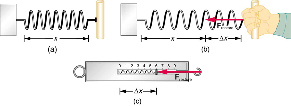 (a) A spring of length x, fixed at one end, is shown in horizontal position.
(b) The same spring is shown pulled by a person by a distance of delta x. The restoring force F restore is represented by an arrow pointing left toward the position where the spring is fixed. (c) A spring balance containing a spring stretched a distance delta x is shown. The restoring force is represented by an arrow F restore pointing toward the left in the direction opposite to the elongation of the spring.