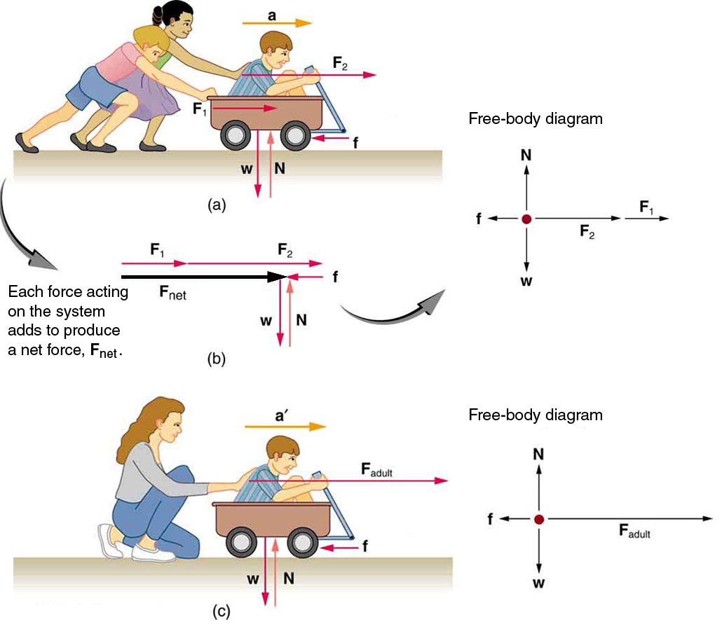 (a) A boy in a wagon is pushed by two girls toward the right. The force on the boy is represented by vector F one toward the right, and the force on the wagon is represented by vector F two in the same direction. Acceleration a is shown by a vector a toward the right and a friction force f is acting in the opposite direction, represented by a vector pointing toward the left. The weight W of the wagon is shown by a vector acting downward, and the normal force acting upward on the wagon is represented by a vector N. A free-body diagram is also shown, with F one and F two represented by arrows in the same direction toward the right and f represented by an arrow toward the left, so the resultant force F net is represented by an arrow toward the right. W is represented by an arrow downward and N is represented by an arrow upward; both the arrows have same length.(b) A boy in a wagon is pushed by a woman with a force F adult, represented by an arrow pointing toward the right. A vector a-prime, represented by an arrow, depicts acceleration toward the right. Friction force, represented by a vector f, acts toward the left. The weight of the wagon W is shown by a vector pointing downward, and the Normal force, represented by a vector N having same length as W, acts upward. A free-body diagram for this situation shows force F represented by an arrow pointing to the right having a large length; a friction force vector represented by an arrow f pointing left has a small length. The weight W is represented by an arrow pointing downward, and the normal force N, is represented by an arrow pointing upward, having the same length as W.