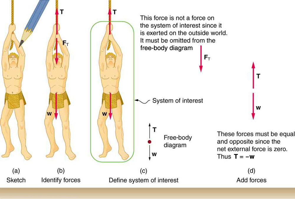 (a) A sketch is shown of a man hanging from a vine.
(b) The forces acting on the person, shown by vector arrows, are tension T, pointing upward at the hand of the man, F sub T, from the same point but in a downward direction, and weight W, acting downward from his stomach.
(c) In figure (c) we define only the man as the system of interest. Tension T is acting upward from his hand. The weight W acts in a downward direction. In a free-body diagram W is shown by an arrow acting downward and T is shown by an arrow acting vertically upward. (d) Tension T is shown by an arrow vertically upward and another vector, weight W, is shown by an arrow vertically downward, both having the same lengths. It is indicated that T is equal to minus W.