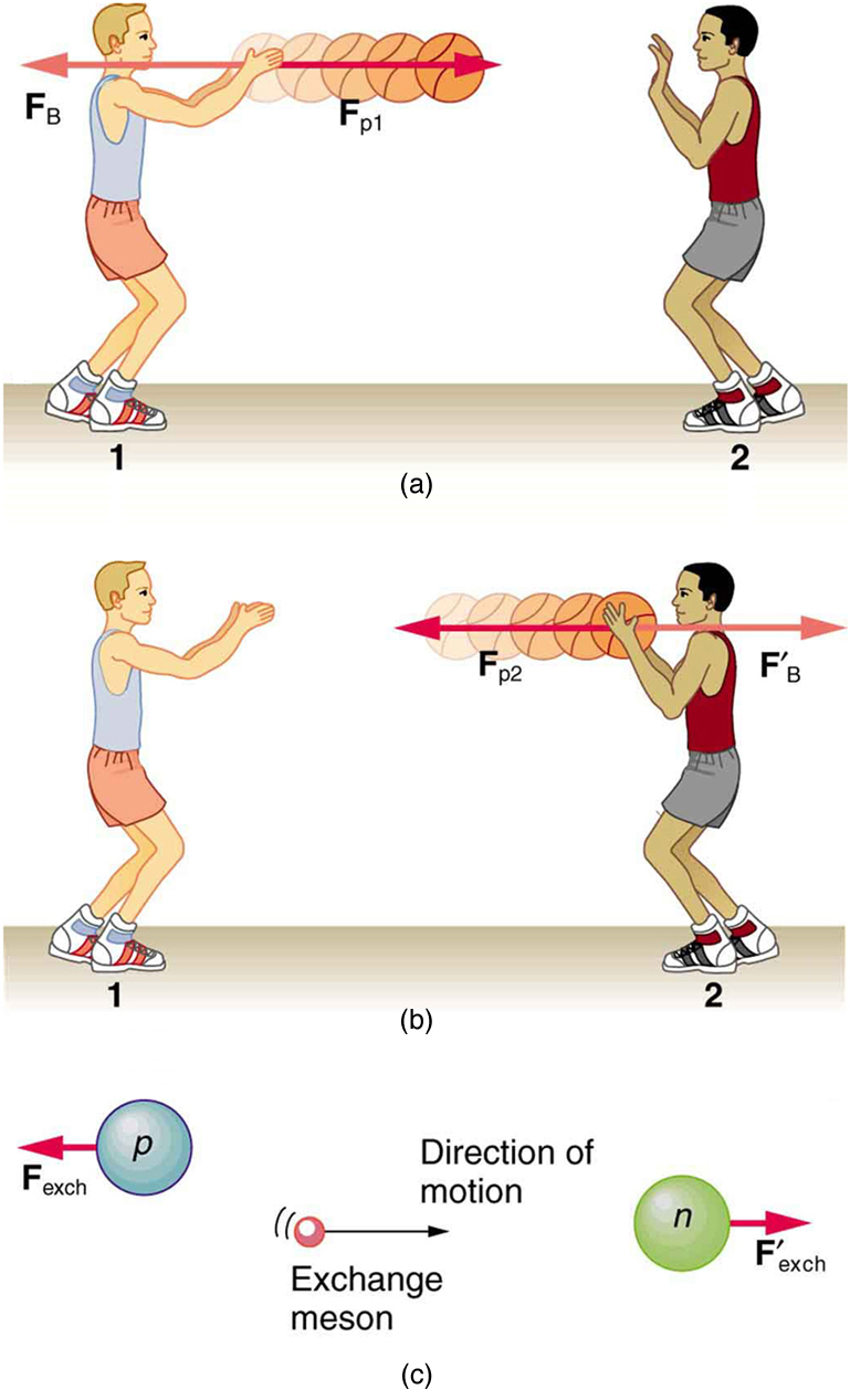 (a) Two persons throwing a basketball to each other. The person on the left is throwing the ball with some force F sub p one, represented by a vector pointing right, in the direction of the motion of the ball. A reaction force F sub B is shown on the person by a vector pointing left. (b) The person catches the ball, exerting a force F sub p two on the ball toward the left, shown by a vector F sub p two toward the left. A reaction force F prime sub B acts on the person, shown by a vector pointing toward right.
(c) The exchange of a meson is shown between a proton and a neutron. Both are moving in different directions, and the proton feels a force F sub exch toward the left and the neutron feels a force F prime sub exch toward the right. The meson is also moving toward the right between the proton and the neutron.