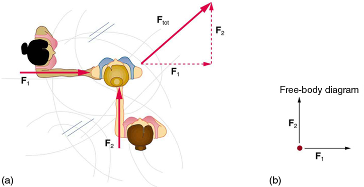 (a) Overhead view of two ice skaters pushing on a third. One skater pushes with a force F two, represented by an arrow pointing up, and a second skater pushes with a force F one, represented by an arrow pointing from left to right. Vector F one and vector F two are along the arms of the two skaters acting on the third skater. A vector diagram is shown in the form of a right triangle in which the base is vector F one pointing east, and perpendicular to F one is vector F two pointing north. The resultant vector is shown by the hypotenuse pointing northeast. (b)
Free-body diagram showing only the forces acting on the skater.
