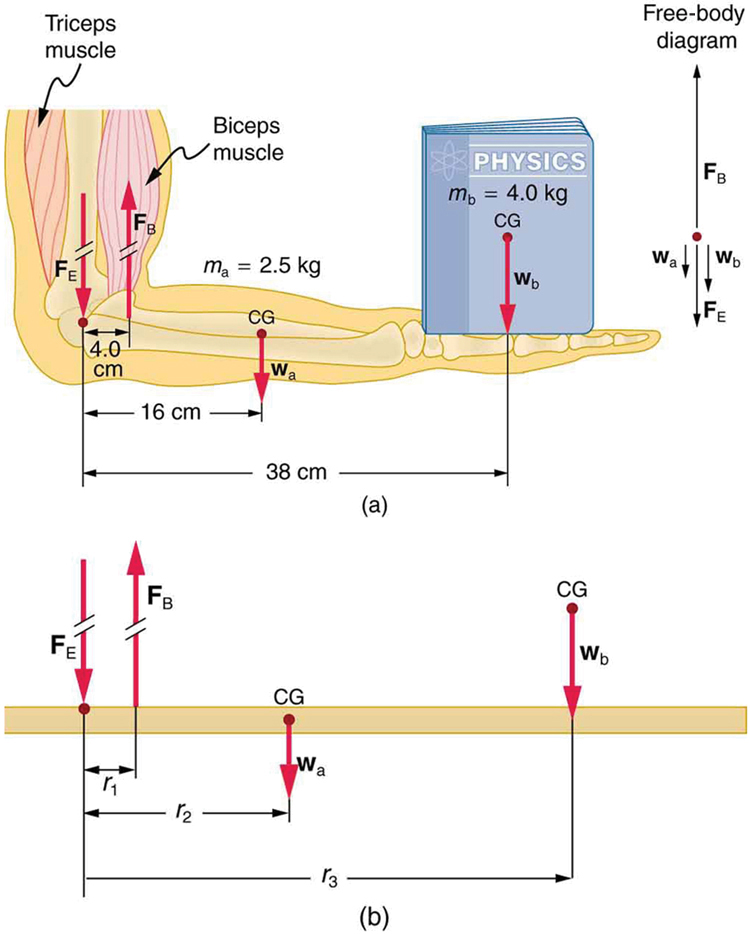 A forearm of a person holding a physics book is shown. The biceps and 
triceps muscles of the arm are visible. The elbow joint is the pivot point. 
The upper part of the arm is vertical and the lower part is horizontal. 
Biceps muscles are applying a force F B upward. The vertical bone of hand 
exerts a force F E on the pivot. At the midpoint of the lower part of the 
hand, the center of gravity of the hand is shown where the weight of the 
hand acts. The midpoint of the front face of the book is its center of 
gravity, where its weight acts downward. A free body diagram is also shown 
and the distances of the three forces F-B, C-G of arm, and C-G of book from 
the pivot are shown as r one, r two and r three.