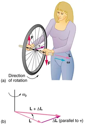 In figure a, a person holding the spinning bike wheel lifts it with her right hand and pushes down with her left hand in an attempt to rotate the wheel. This action creates a torque directly toward her. This torque causes a change in angular momentum Delta L  in exactly the same direction. Figure b shows a vector diagram depicting how Delta L 
and  L add, producing a new angular momentum pointing more toward the person. The wheel moves toward the person, perpendicular to the forces she exerts on it.
