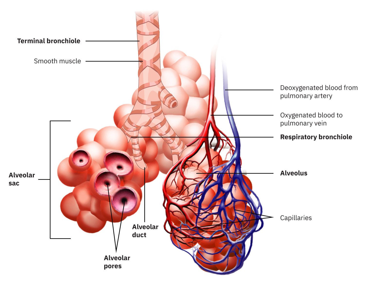 The alveoli at the end of the lung tubes enable exhalation and do not allow inhalation due to the surface tension of the mucous lining.