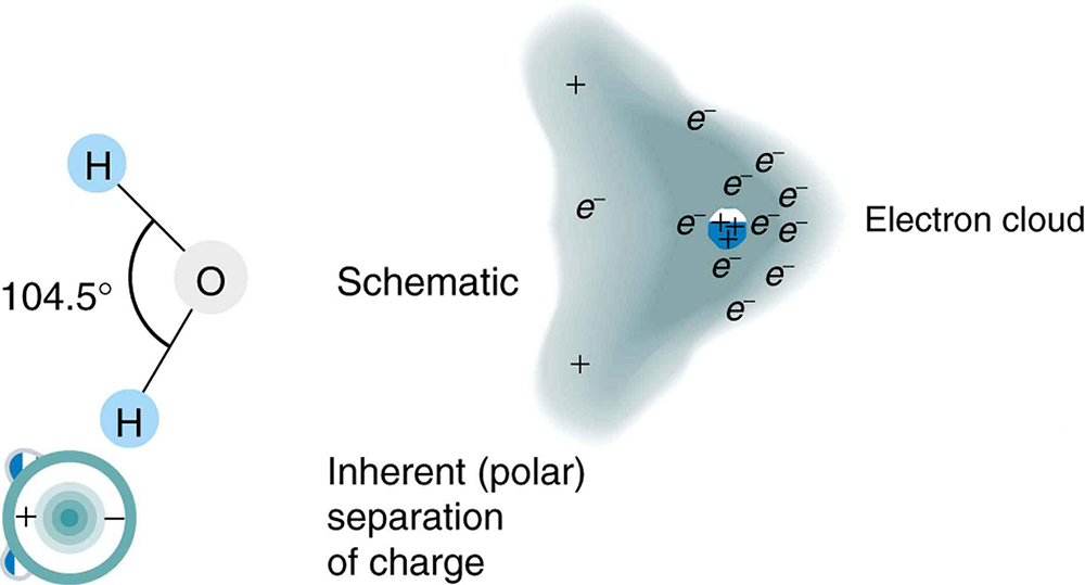 The two hydrogen atoms in the water molecule subtend an angle of one hundred and four point five degrees with oxygen at the center. This is a schematic arrangement of hydrogen and oxygen atoms in the water molecule. The molecule is polarized, with the electrons attracted more to the nucleus of the oxygen atom than toward the nuclei of the hydrogen atoms.