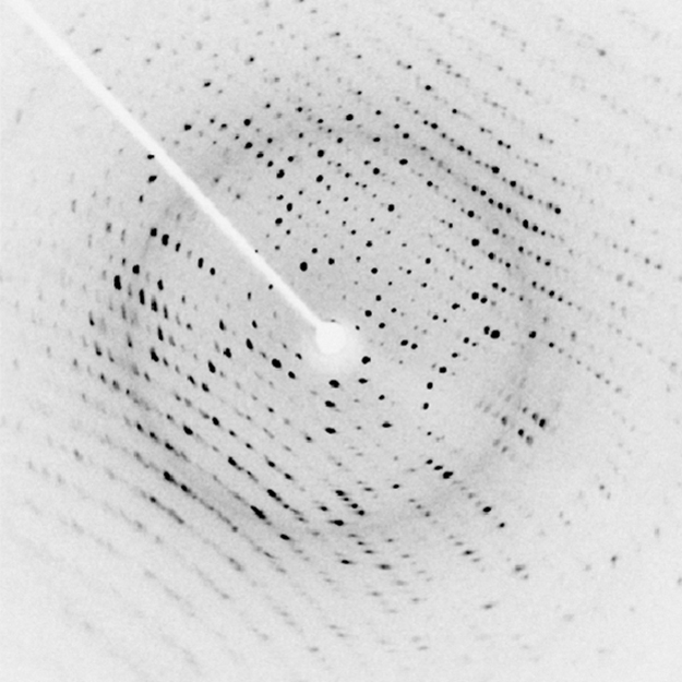 An X-ray diffraction image, which resembles a structured array of small black dots on a white background. A white arm extends from the top left to the center of the image, where there is a small white disk. This white disk is the shadow of the beam block, which blocks the part of the incident X-ray beam that was not diffracted by the crystal.